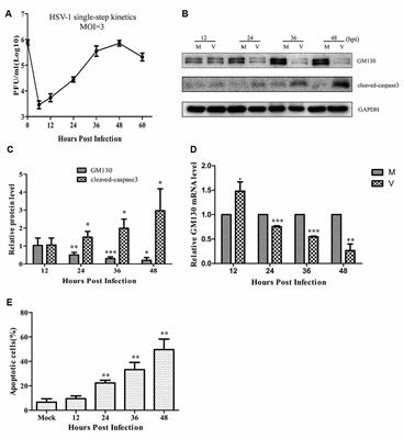 Herpes Simplex Virus 1-Induced Blood-Brain Barrier Damage Involves Apoptosis Associated With GM130-Mediated Golgi Stress